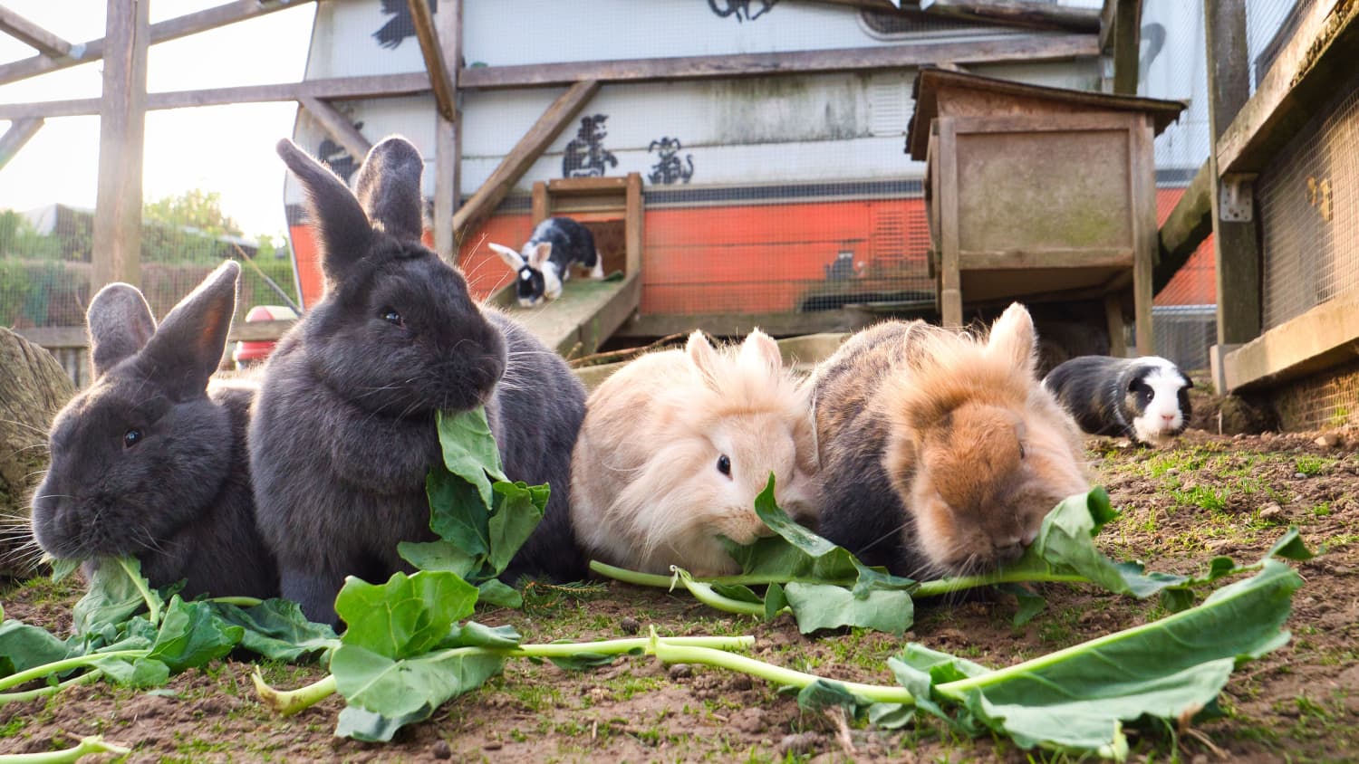 Die Kaninchen im Campingpark Bergisches Land bei Lindlar