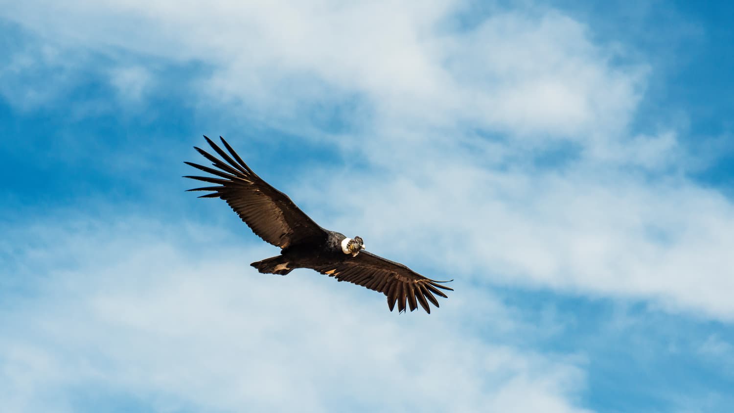 Der Andenkondor ist auch in der Greifvogelschau in Hellenthal zu sehen.