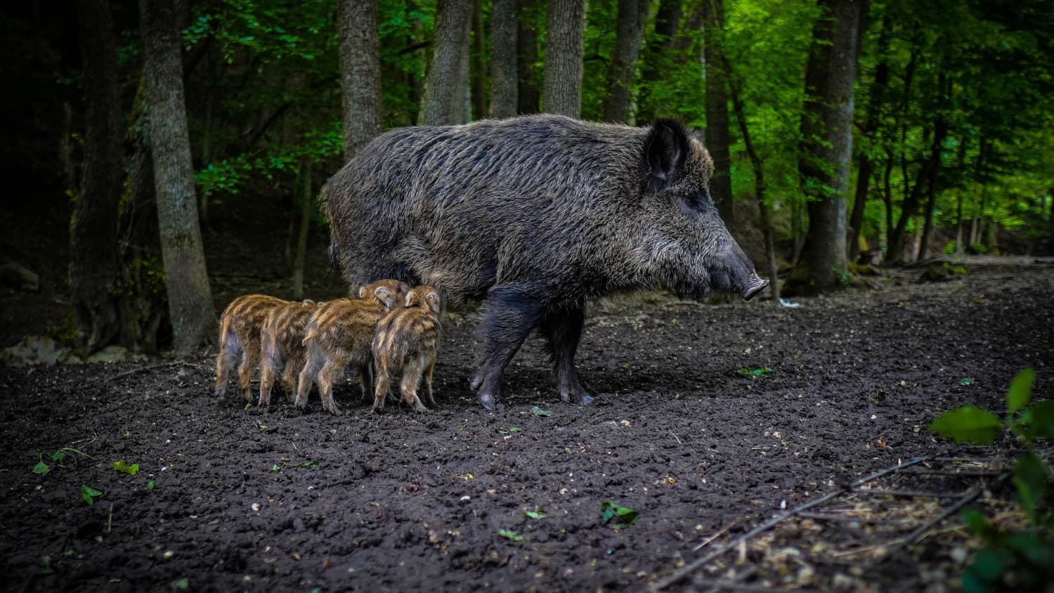 Wildschweine sind in fast allen Wildparks in NRW beheimatet.