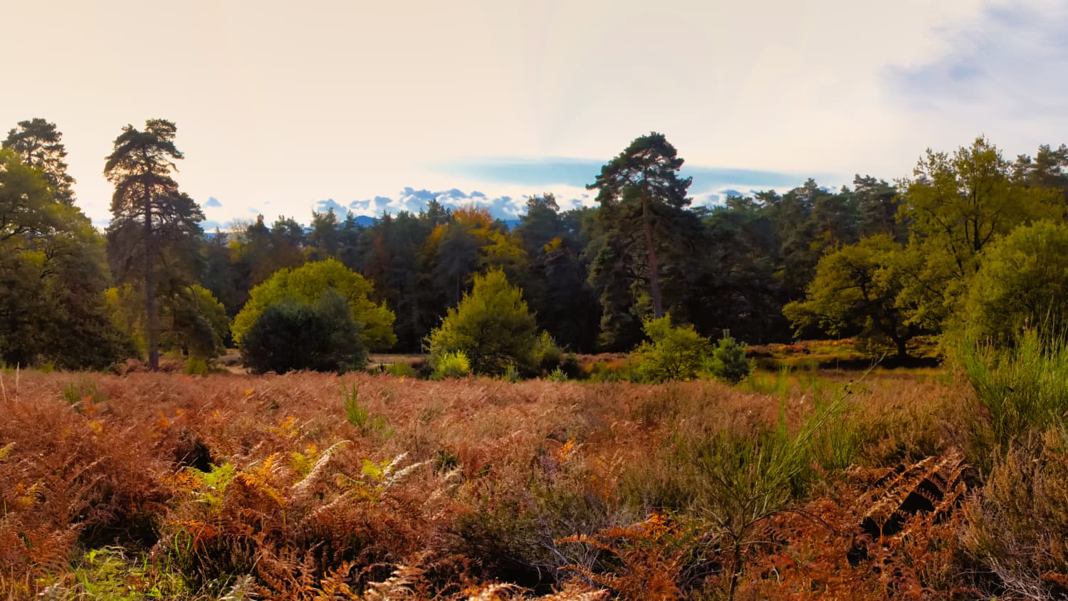 Die Wahner Heide im Herbst