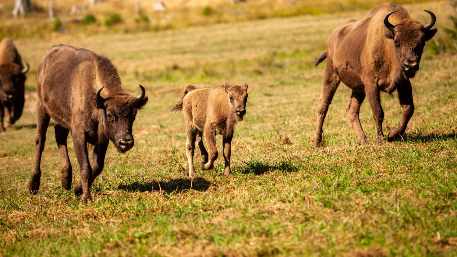 Die Wisent-Wildnis in Bad Berleburg