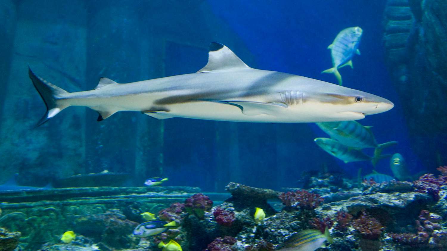 Im SEA LIFE München im Olympiapark tauchen die Besucher in die beeindruckende Welt der Meere ein.