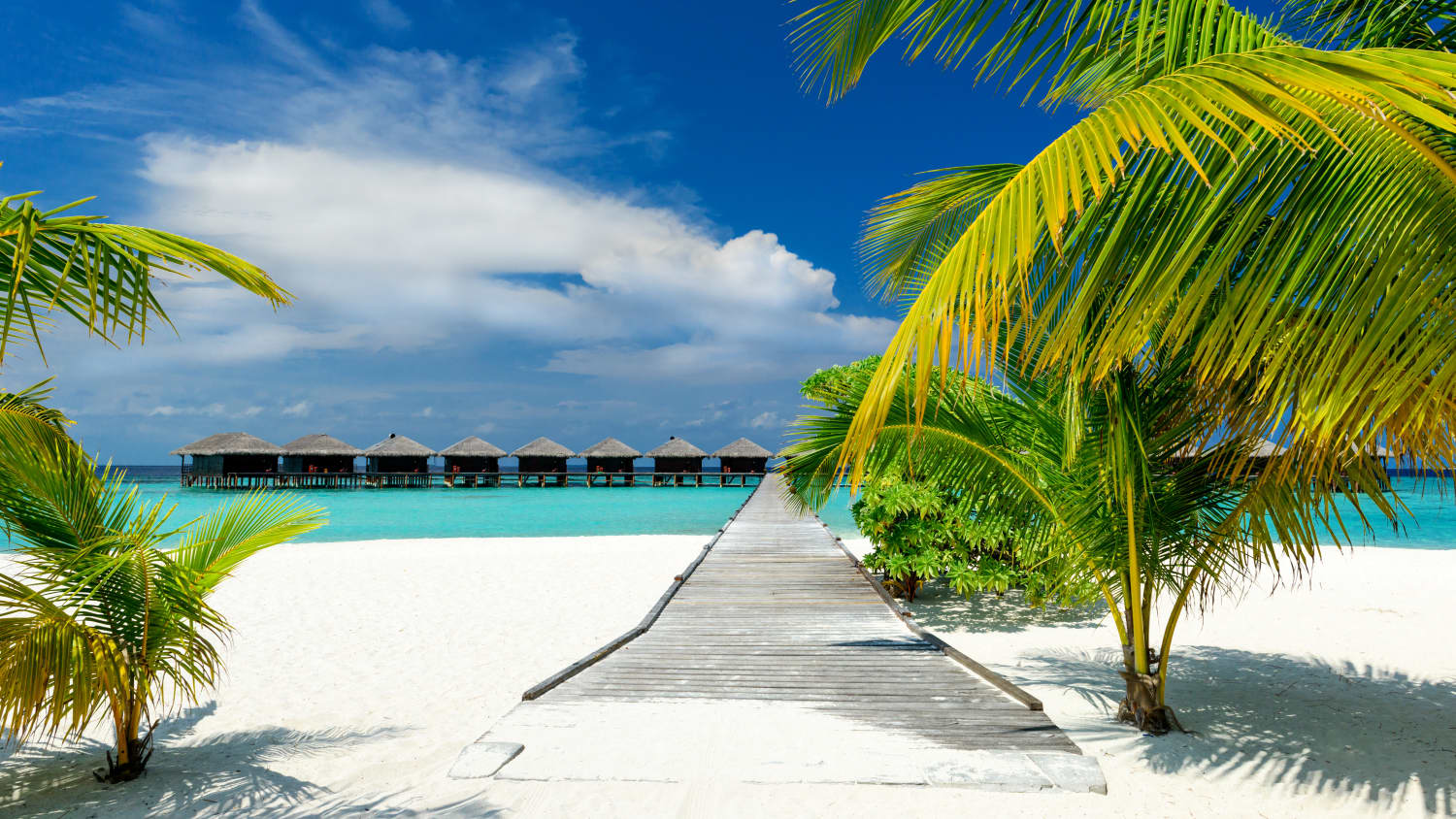 Strand mit Palmen und Meer