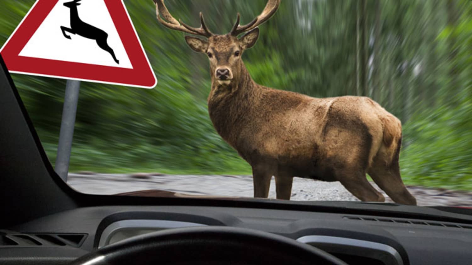 Hirsch vor Pkw und neben Warnschild zum Wildwechsel, denn nach der Zeitumstellung wächst die Wildunfall-Gefahr