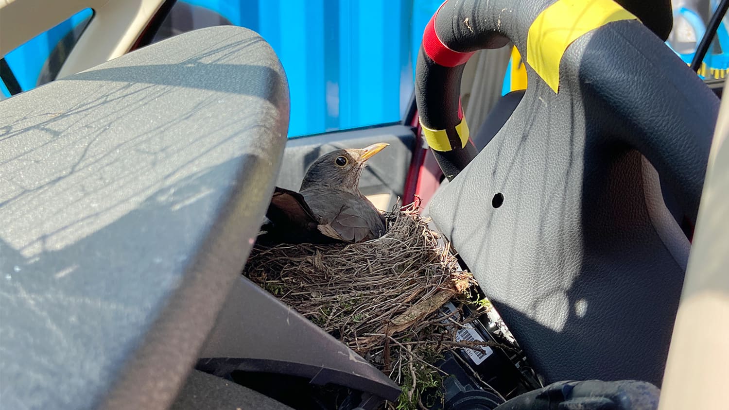 Amsel im Fahrzeugwrack auf der ADAC Crashanlage