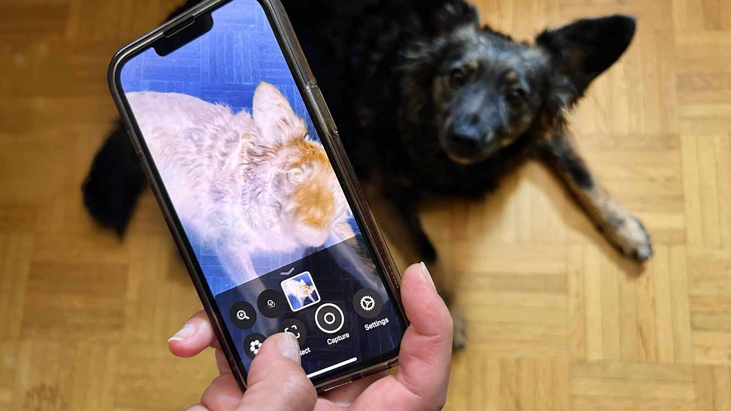 Ein Hund wird mit der Lupe-App mit einem Smartphone nach Zecken gescannt