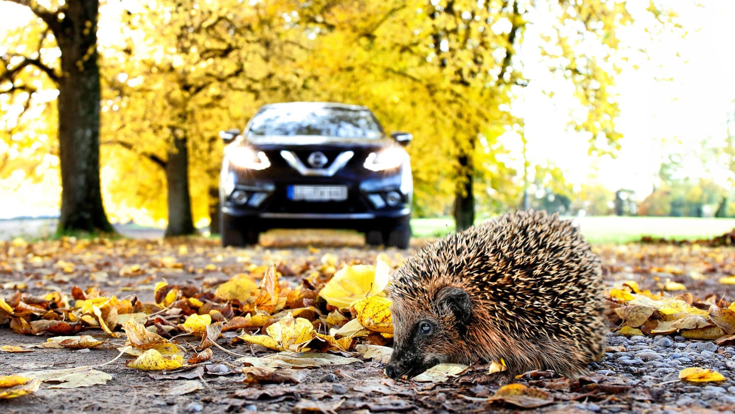 Ein Igel überquert die Strasse im Herbst