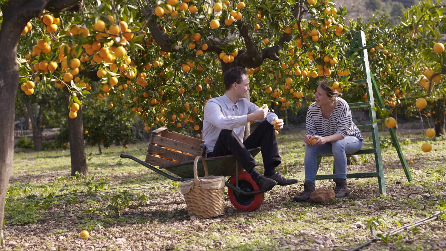 Orangenplantage in Sóllerr auf Mallorca