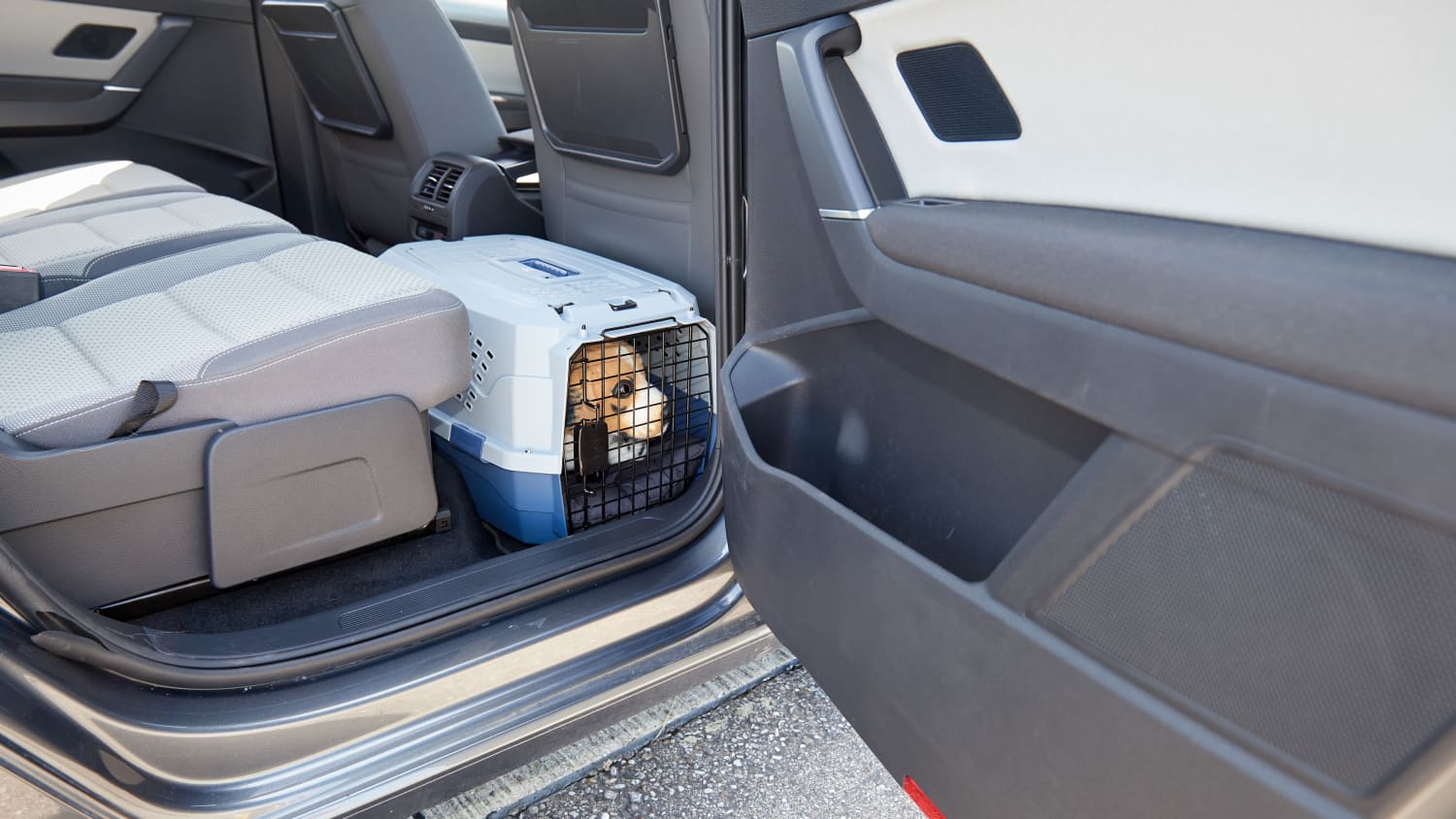 Gurt, Box oder Beifahrersitz?: So transportiert man Hunde sicher im Auto -  Region & Land - Schwarzwälder Bote
