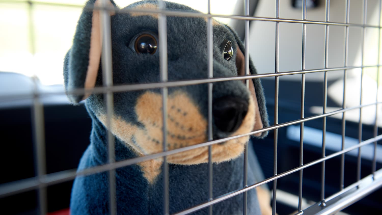 Hund im Auto: Hundetransport-Systeme