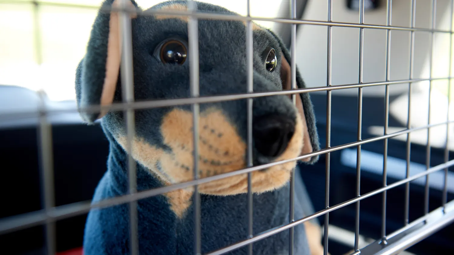 Hundetransport Auto Kofferraum – Die 16 besten Produkte im Vergleich -  Haustierratgeber Ratgeber