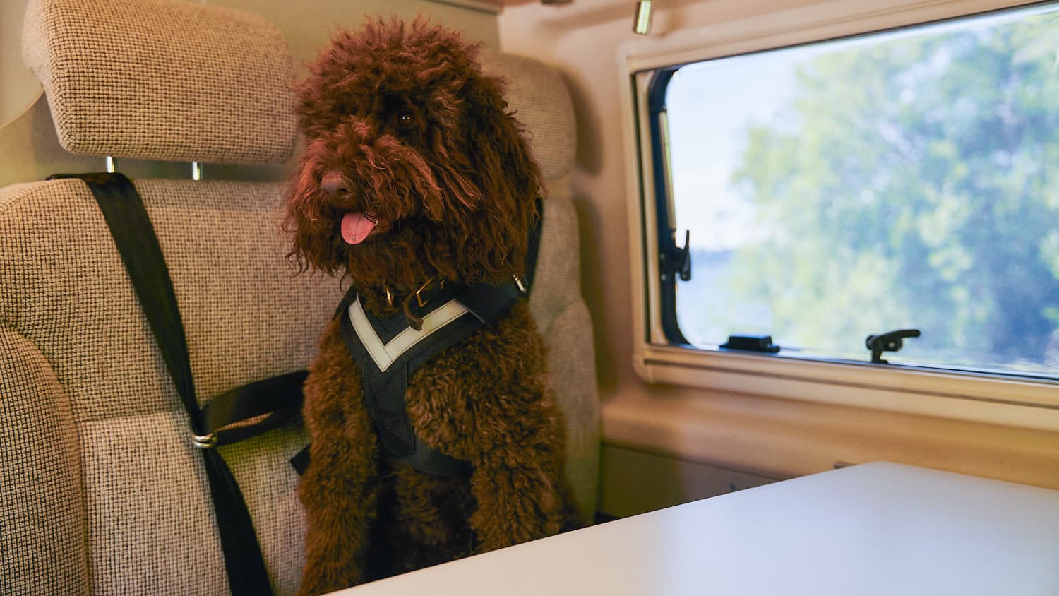 Ein Hund sitzt gesichert auf einer Sitzbank im Wohnmobil