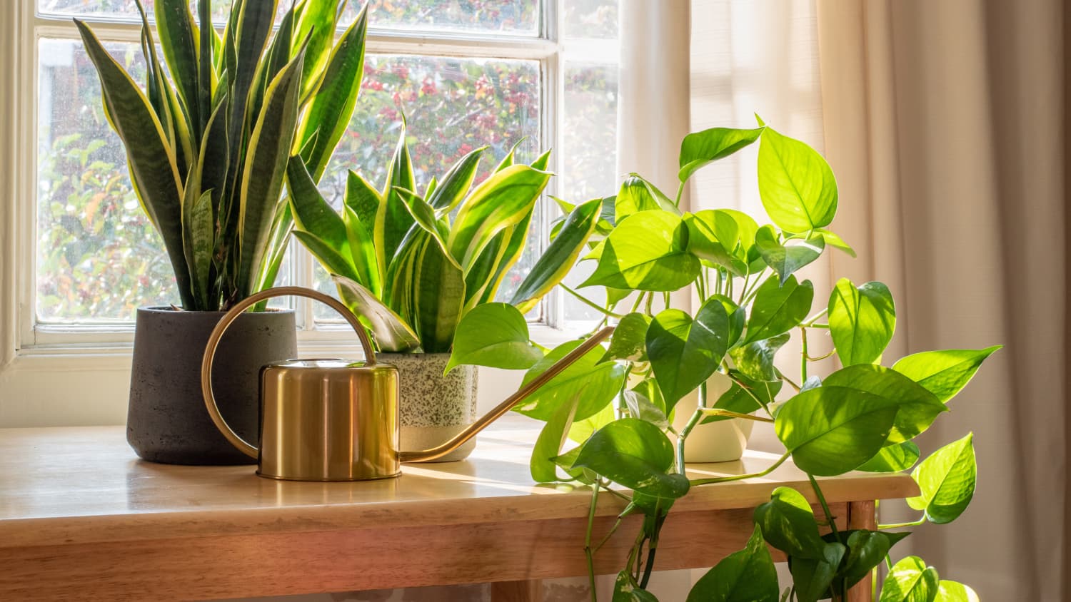 Zimmerpflanzen im Fenster, durch das die Sonne scheint