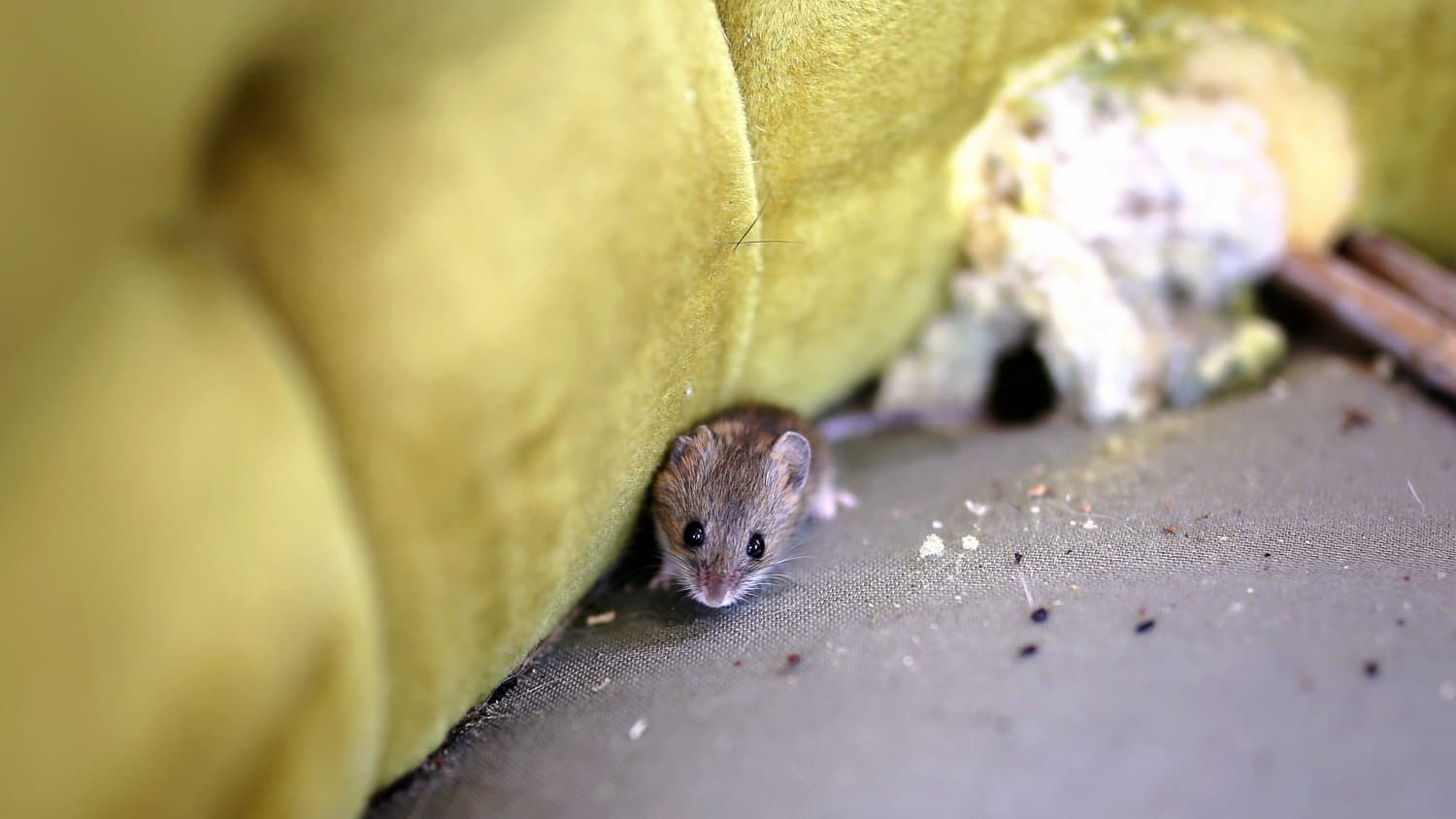 Eine Maus schaut aus einem kaputten Polstermöbel
