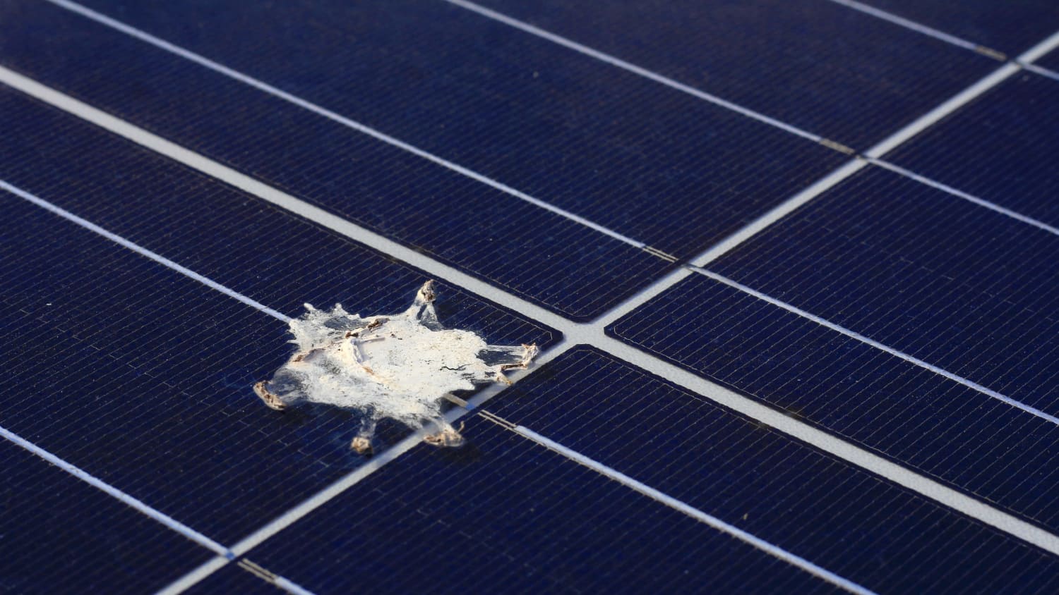 Vogelkacke auf einer Photovoltaikanlage