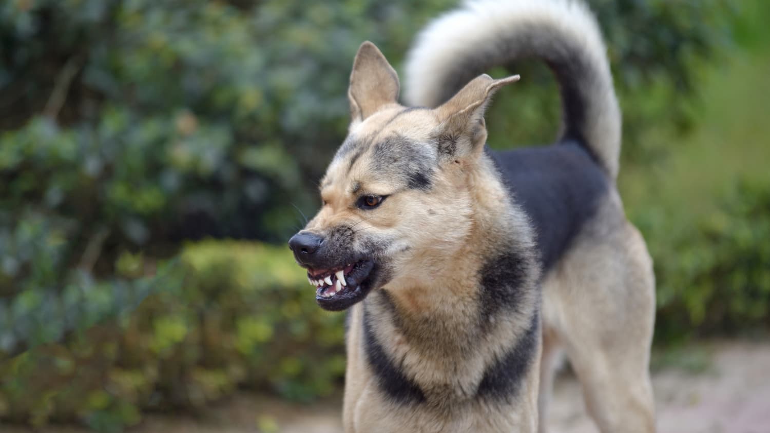 Aggressiver Hund