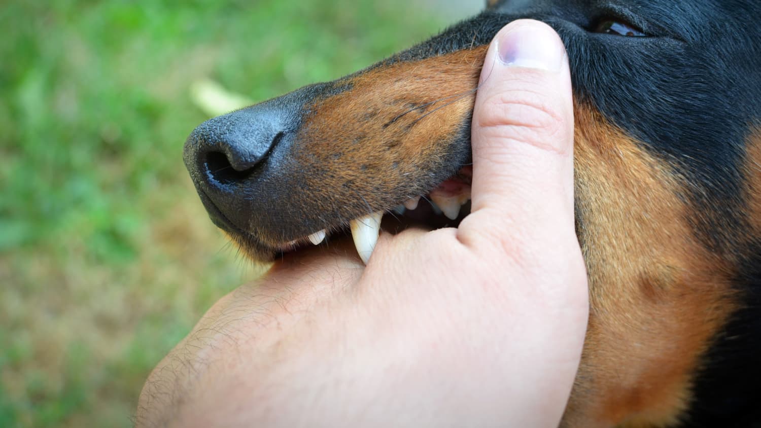 Hund beißt in eine Hand