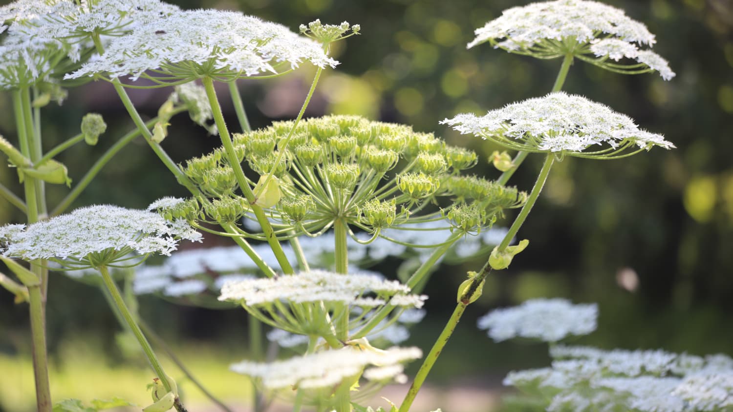 Ein Wiesen-Bärenklau in voller Blüte ist giftig