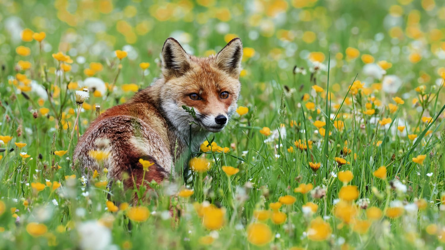 Ein Fuchs der auf einer Blumenwiese steht