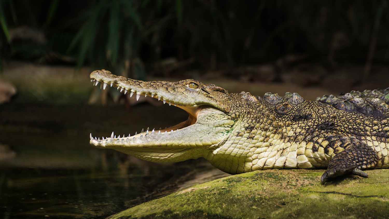 Ein Krokodil reist sein Maul auf