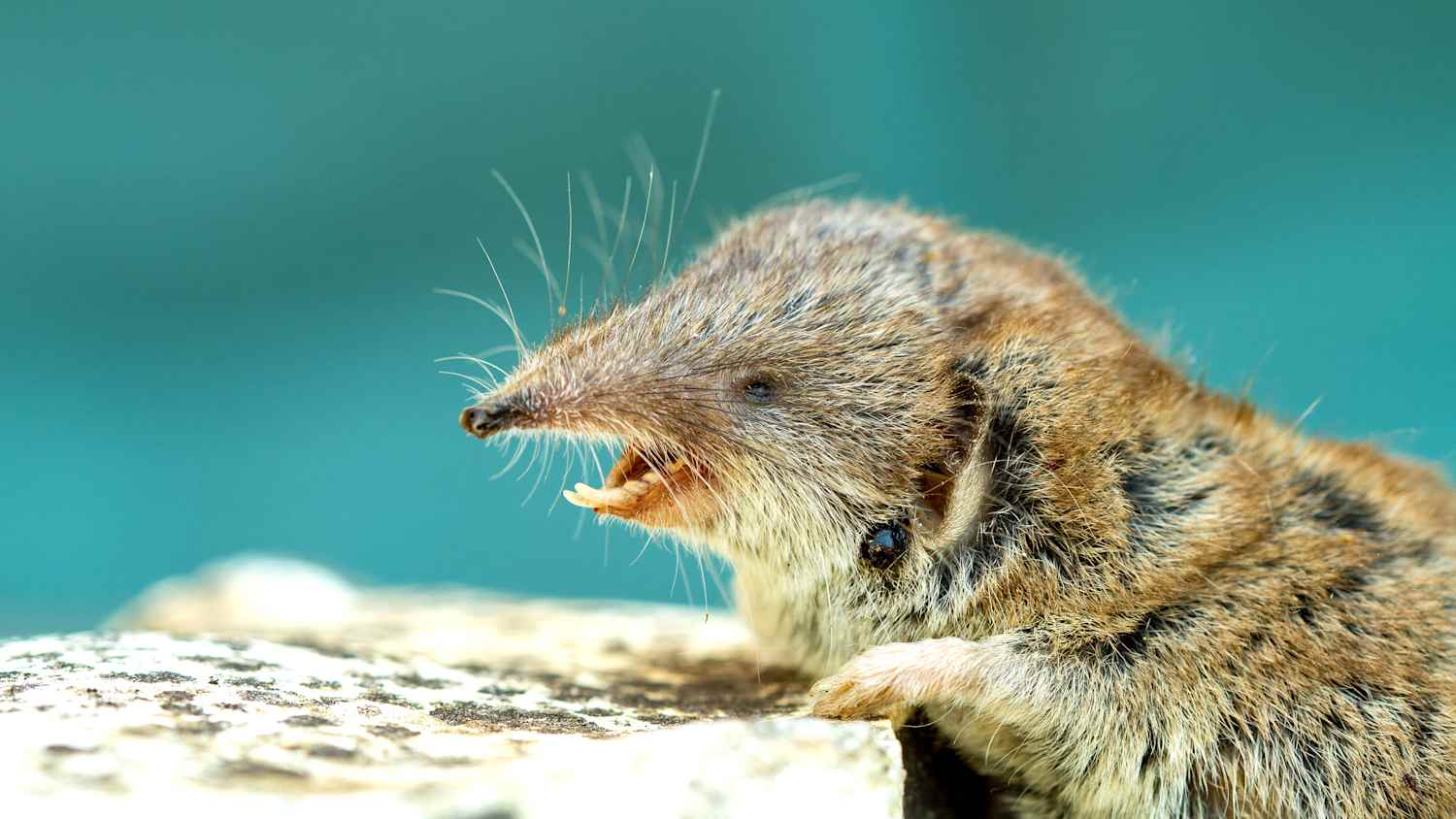 Eine Spitzmaus reißt ihr Maul auf