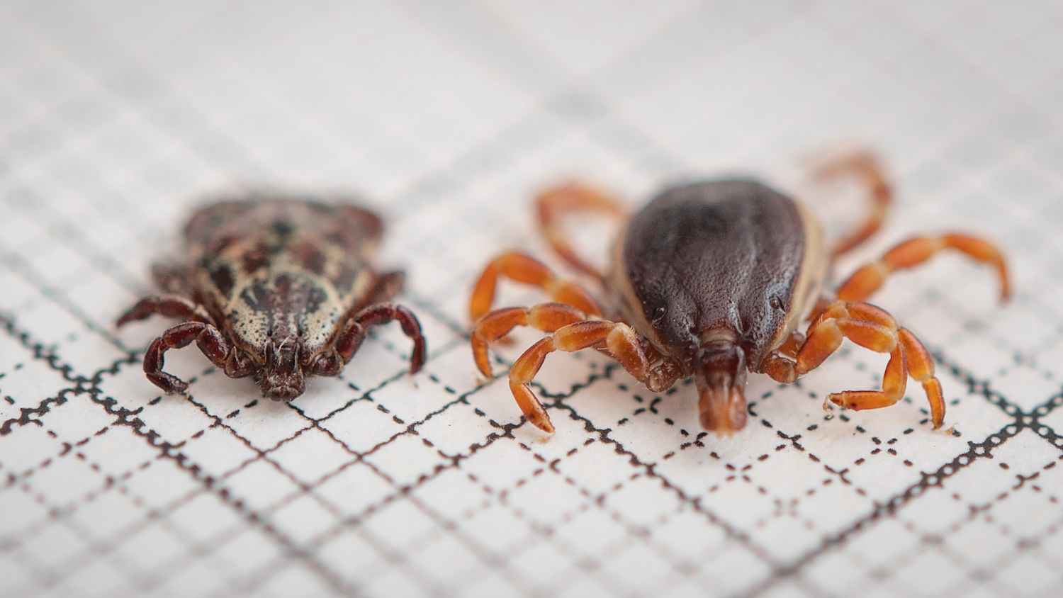 Eine Hyalomma rufipes (r) (Männchen) Zecke liegt neben einer Auwaldzecke der Gattung Buntzecken (Dermacentor reticulatus, Männchen) auf einem Millimeterpapier.