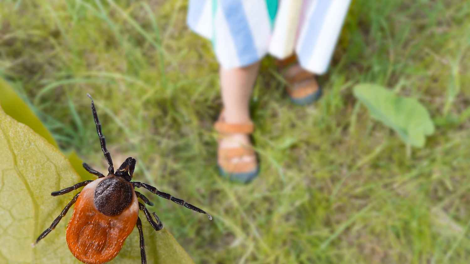 Gefährliche Hirschzecke und kleine Kinderbeine in Sommerschuhen im Gras.