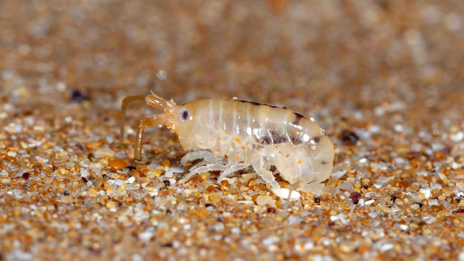Nahaufnahme eines Sandflohs