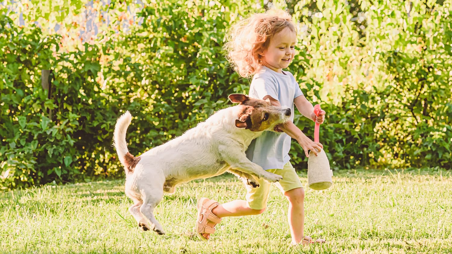 Ein Hund beisst einem Mädchen beim spielen in den Arm