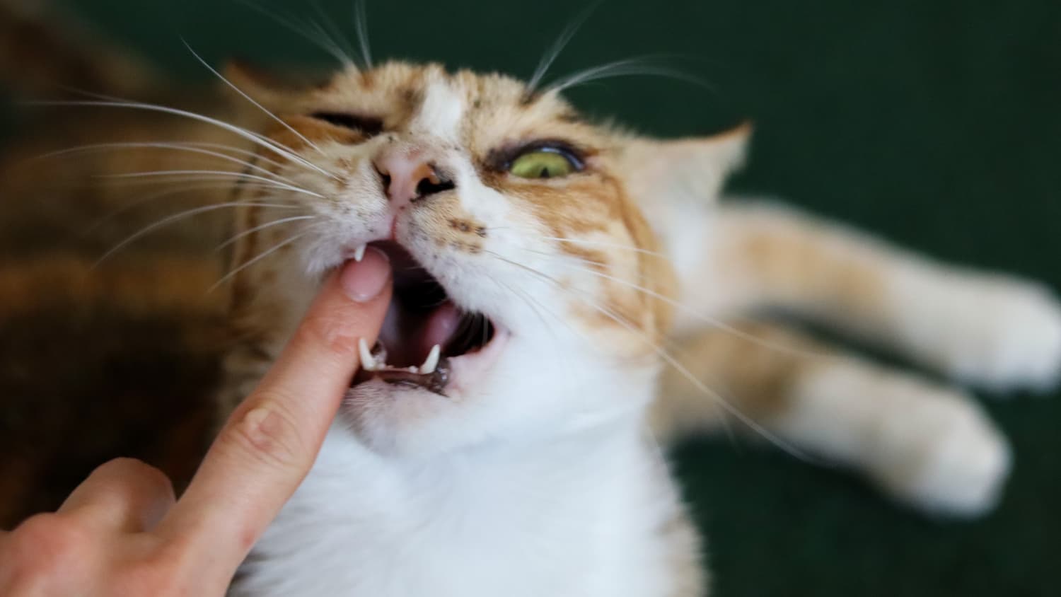 Eine Katze beißt in einen Menschenfinger