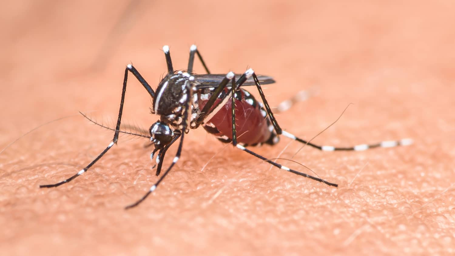 Eine Tigermücke saugt Blut an einem Menschen