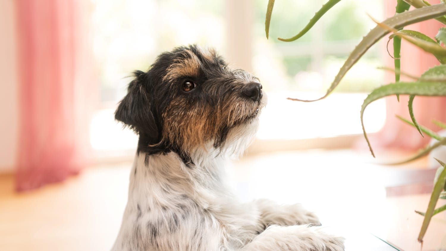 Ein Hund der kurz davor ist in eine giftige Pflanze zu beißen