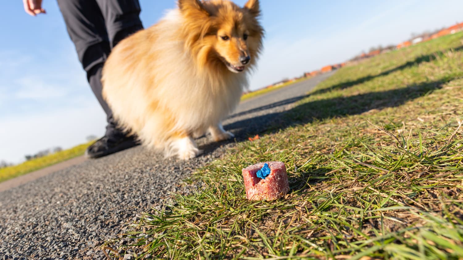 Ein Hund an der Leine steht vor einem Hundeköder am Wegesrand