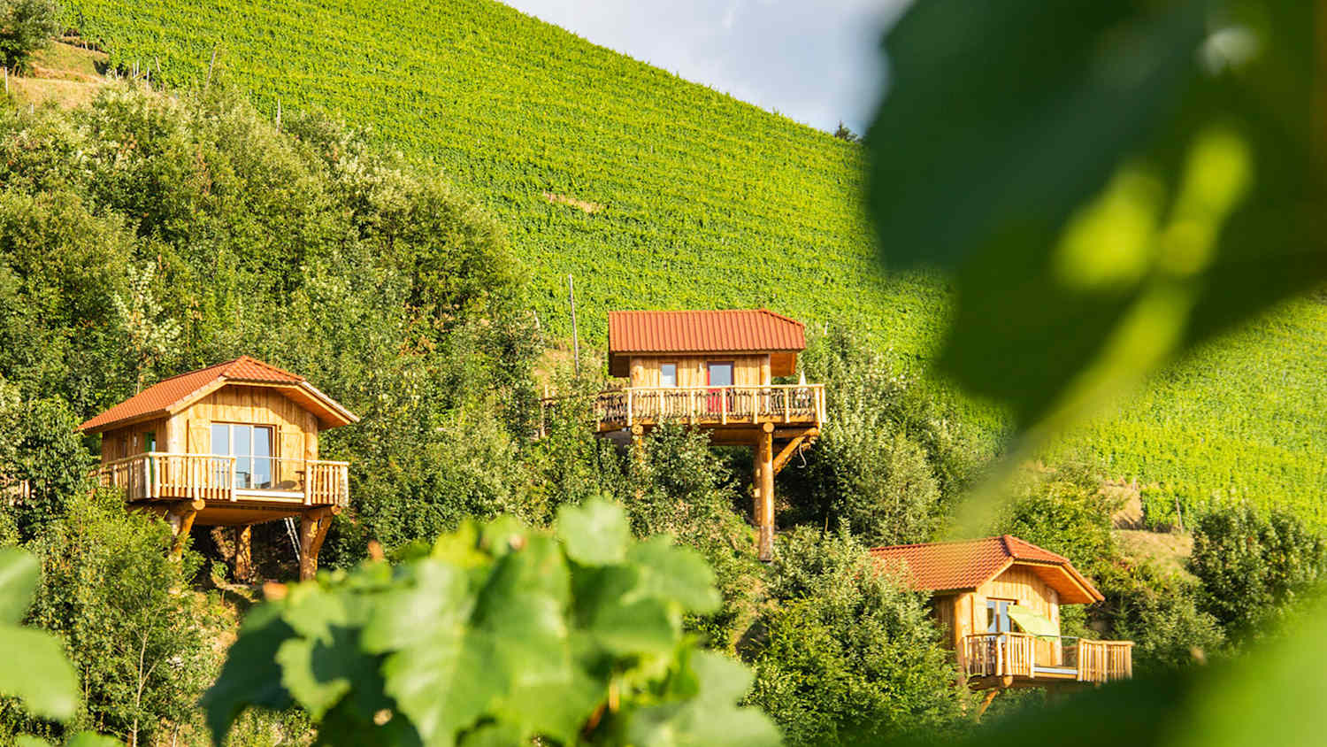 Die Baumhäuser vom Waldhisli Resort in den Weinbergen