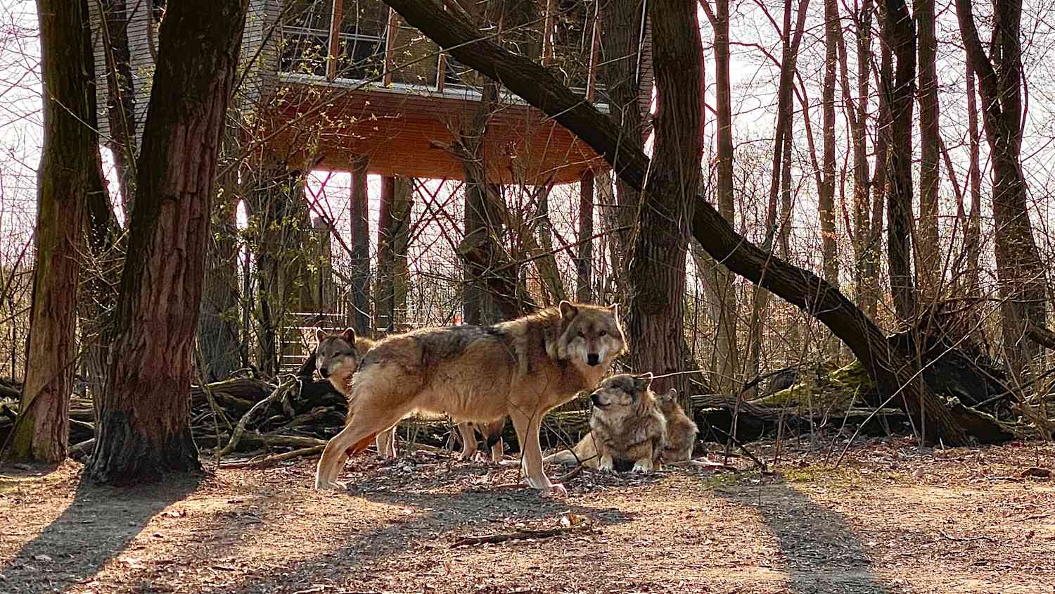 Wöfe vor einem Baumhaus in Dörveden Niedersachsen