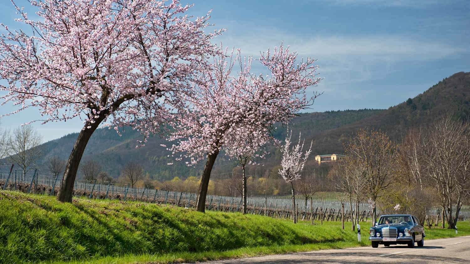 Die Mandelblüte im Frühling an der Deutschen Weinstrasse