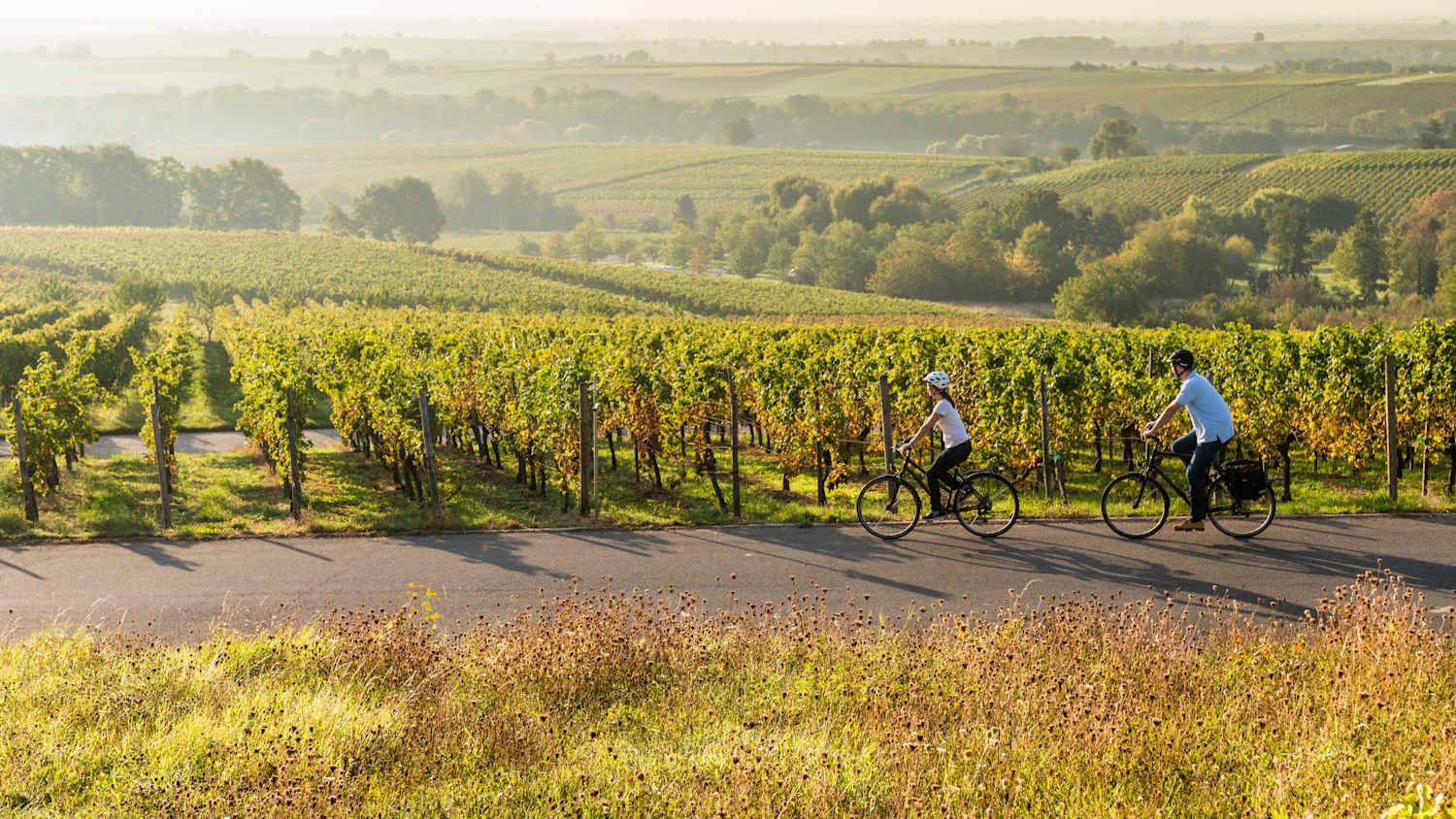 Der Radweg Deutsche Weinstraße führt inmitten der Weinberge durch herrliche Landschaften