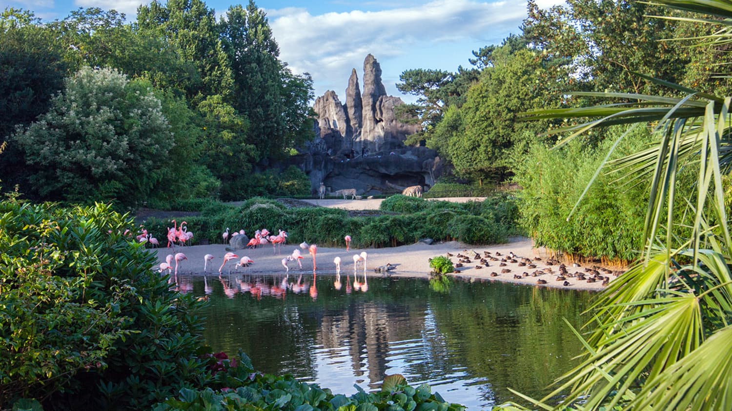 Flamingos im Hagenbecker Tierpark in Hamburg