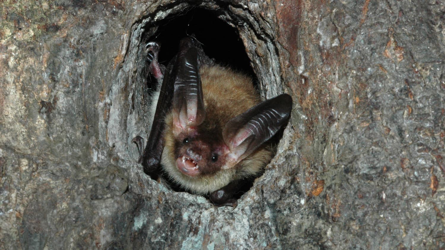 Fledermaus kuckt aus einem Loch in derKalkberghöhle in Bad Segeberg