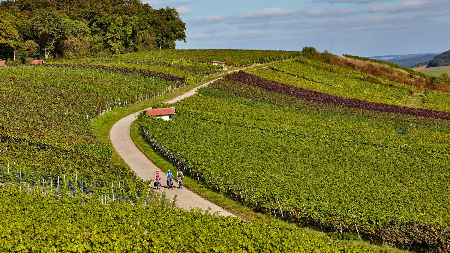 E-Bikefahrer waehrend der Lese im Weinberg "Hoher Herrgott" auf dem Radweg Liebliches Taubertal