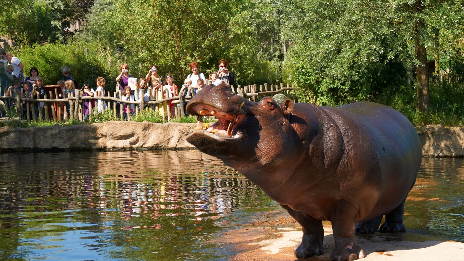 Ein Nilpferd lässt sich von den Besuchern der Zoom Erlebniswelt Gelsenkrichen bewundern