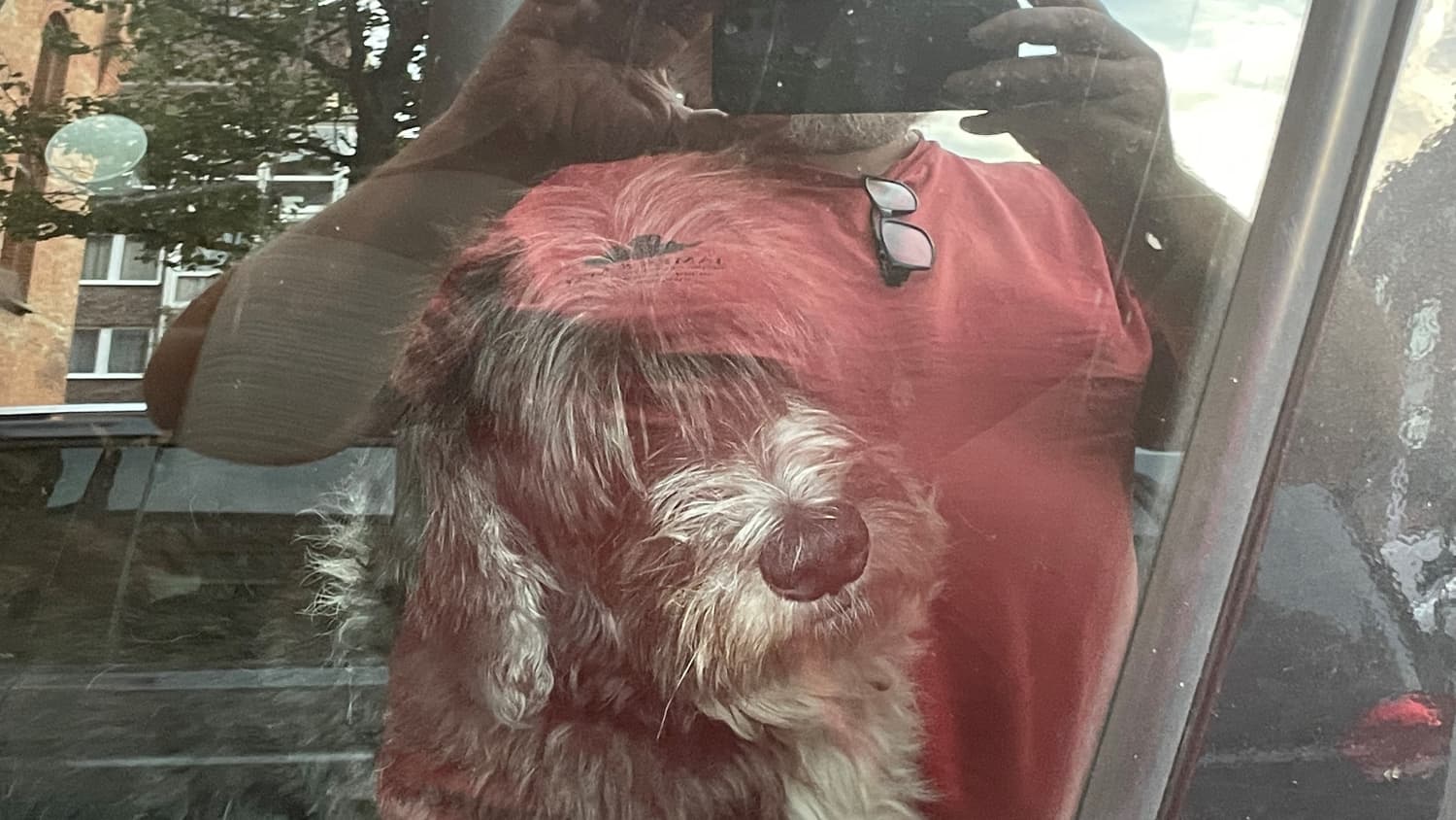 Herrchen von Gonzo fotografiert den Hund im Auto