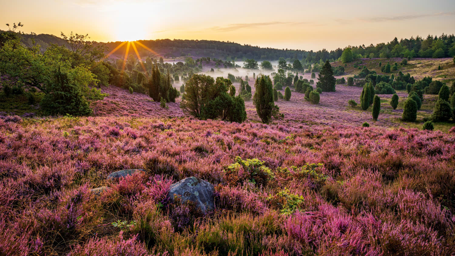 Eine Landschaftsaufnahme der Lüneburger Heide bei Sonnenaufgang