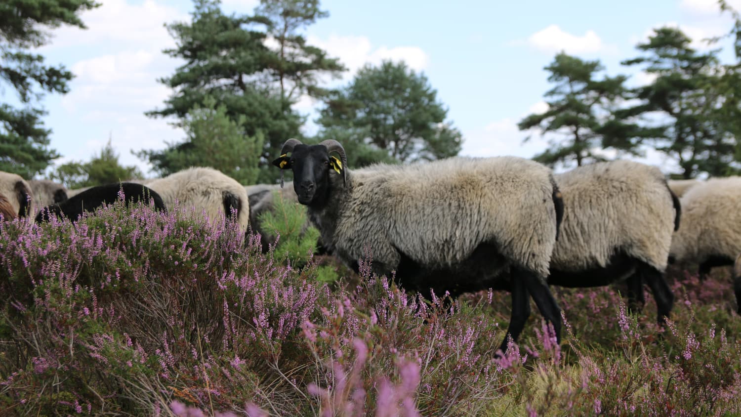 Heidschnucken in Heide Landschaft