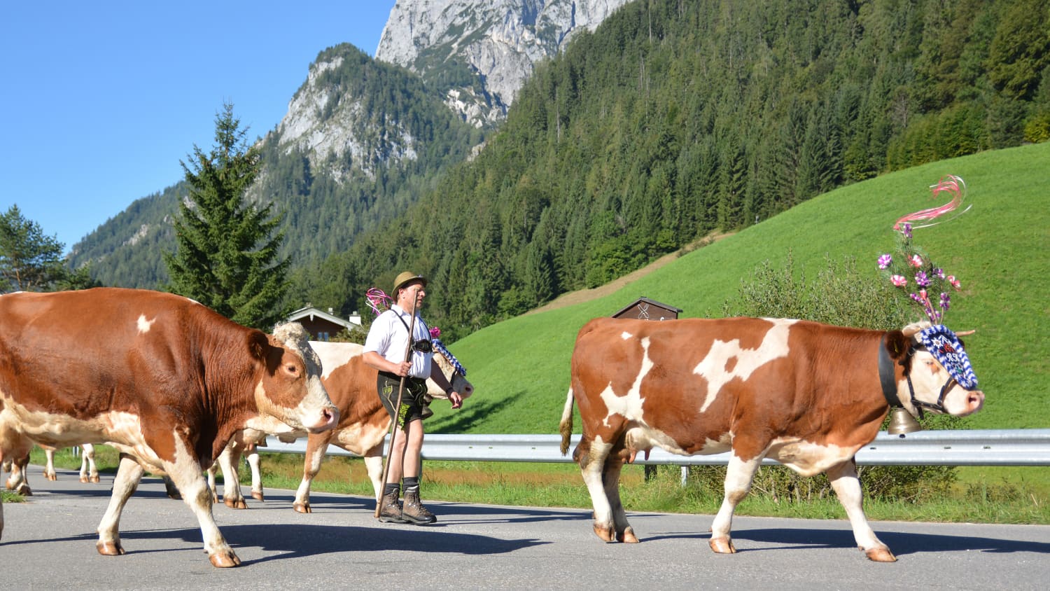 Ein Almabtrieb im Berchtesgadener Land