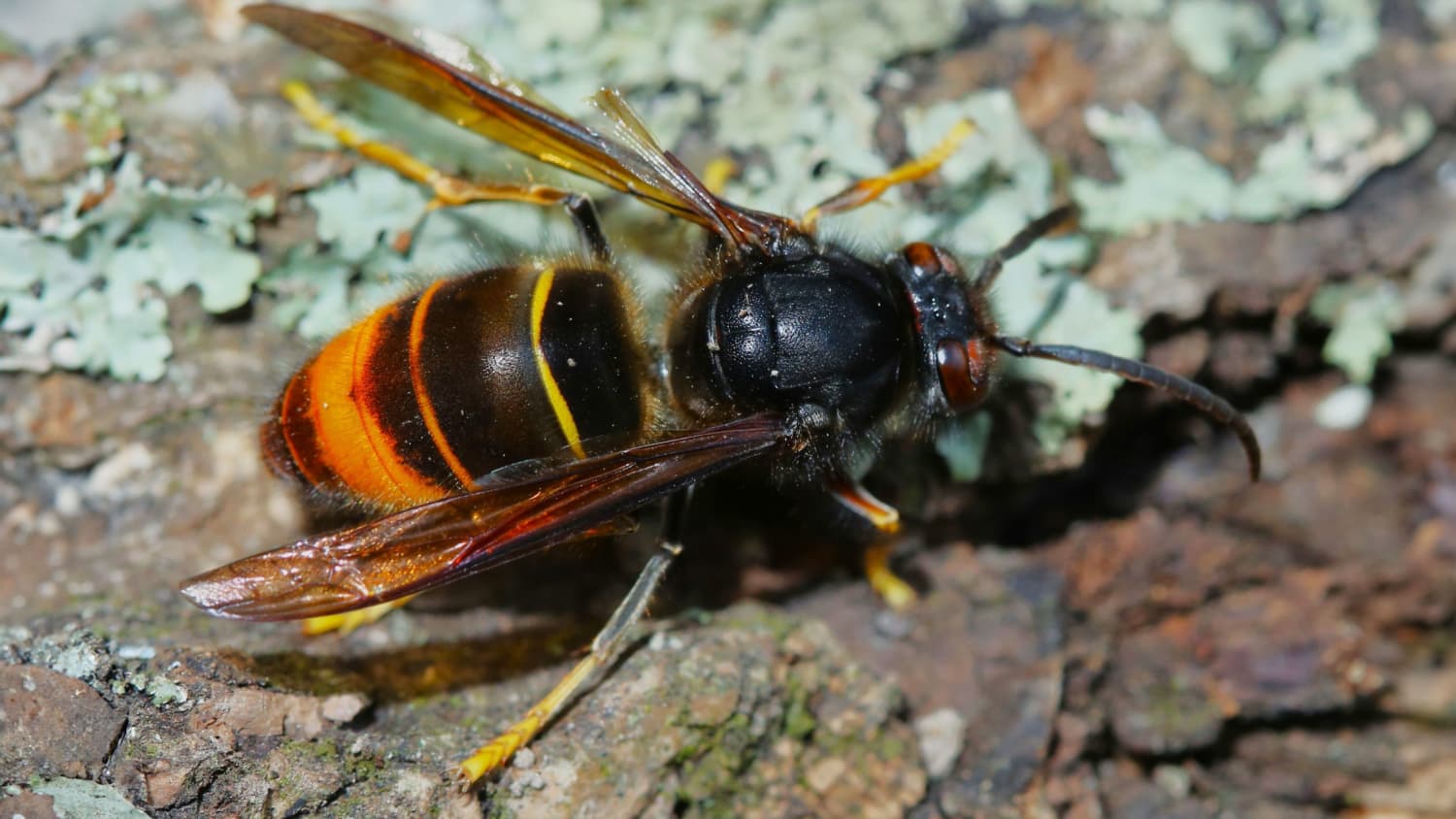 Eine asiatische Hornisse