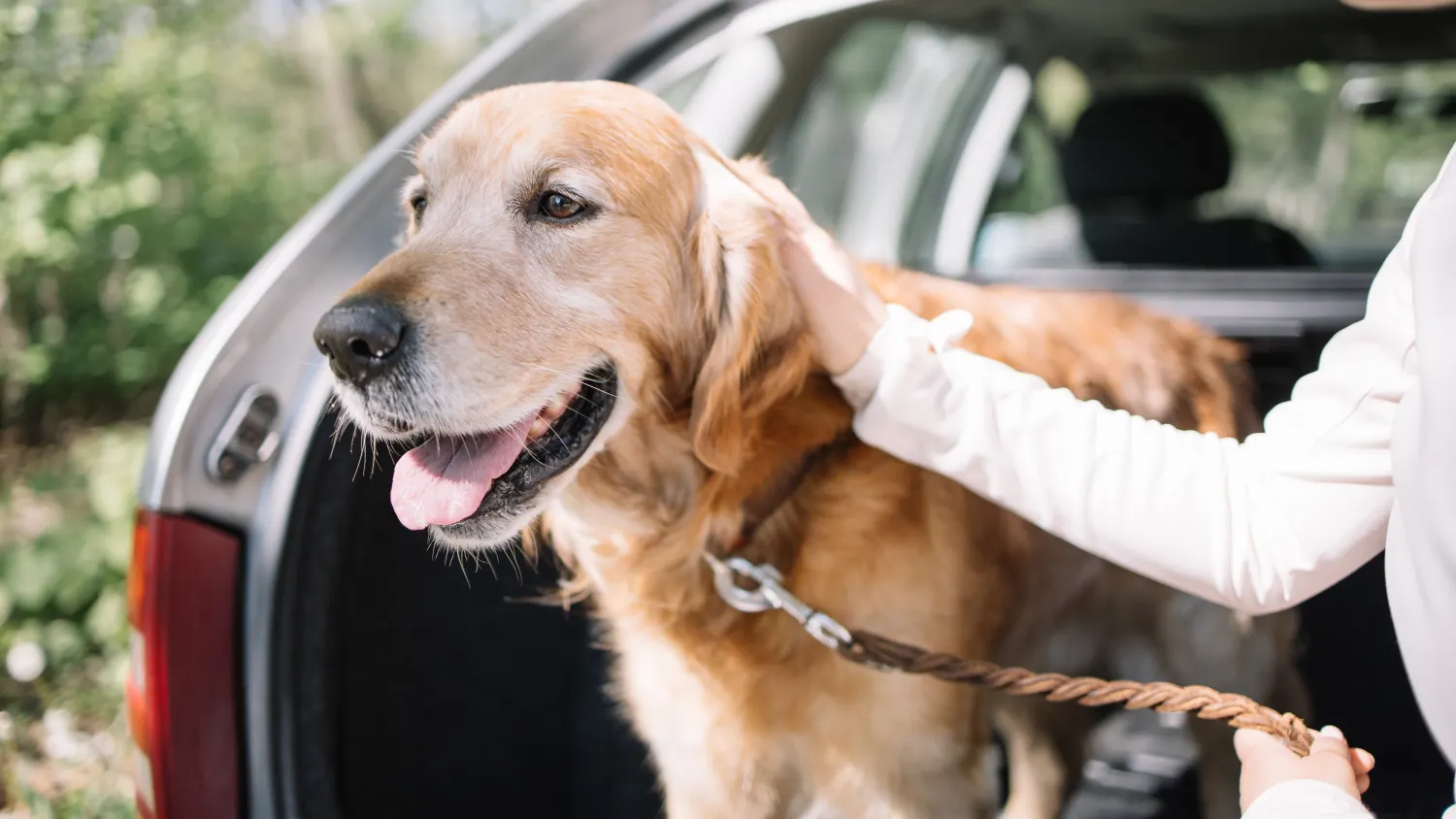 Autofahrt mit Hund - die richtige Ausstattung im Auto