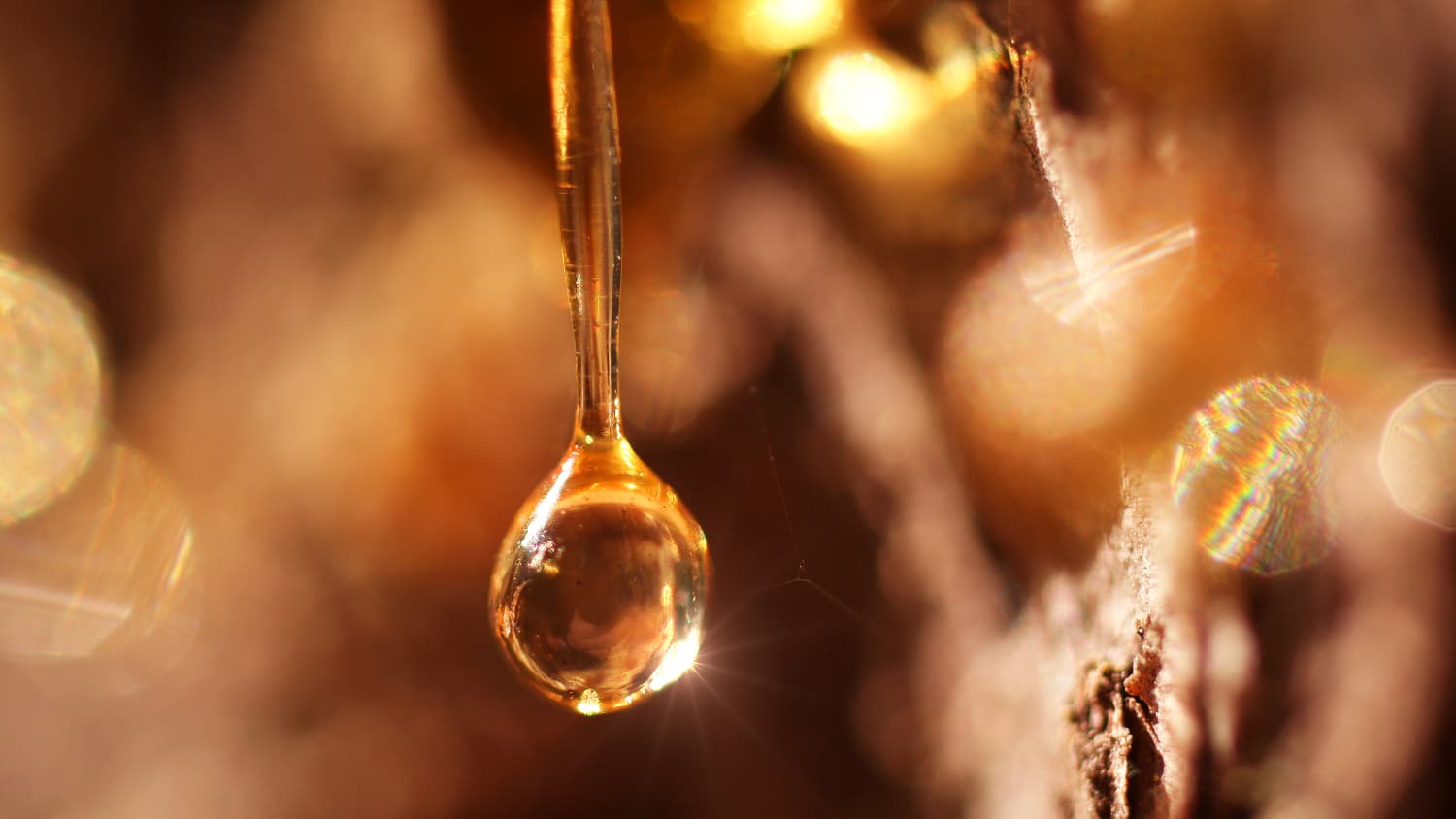 Close-Up eines Harztropfens