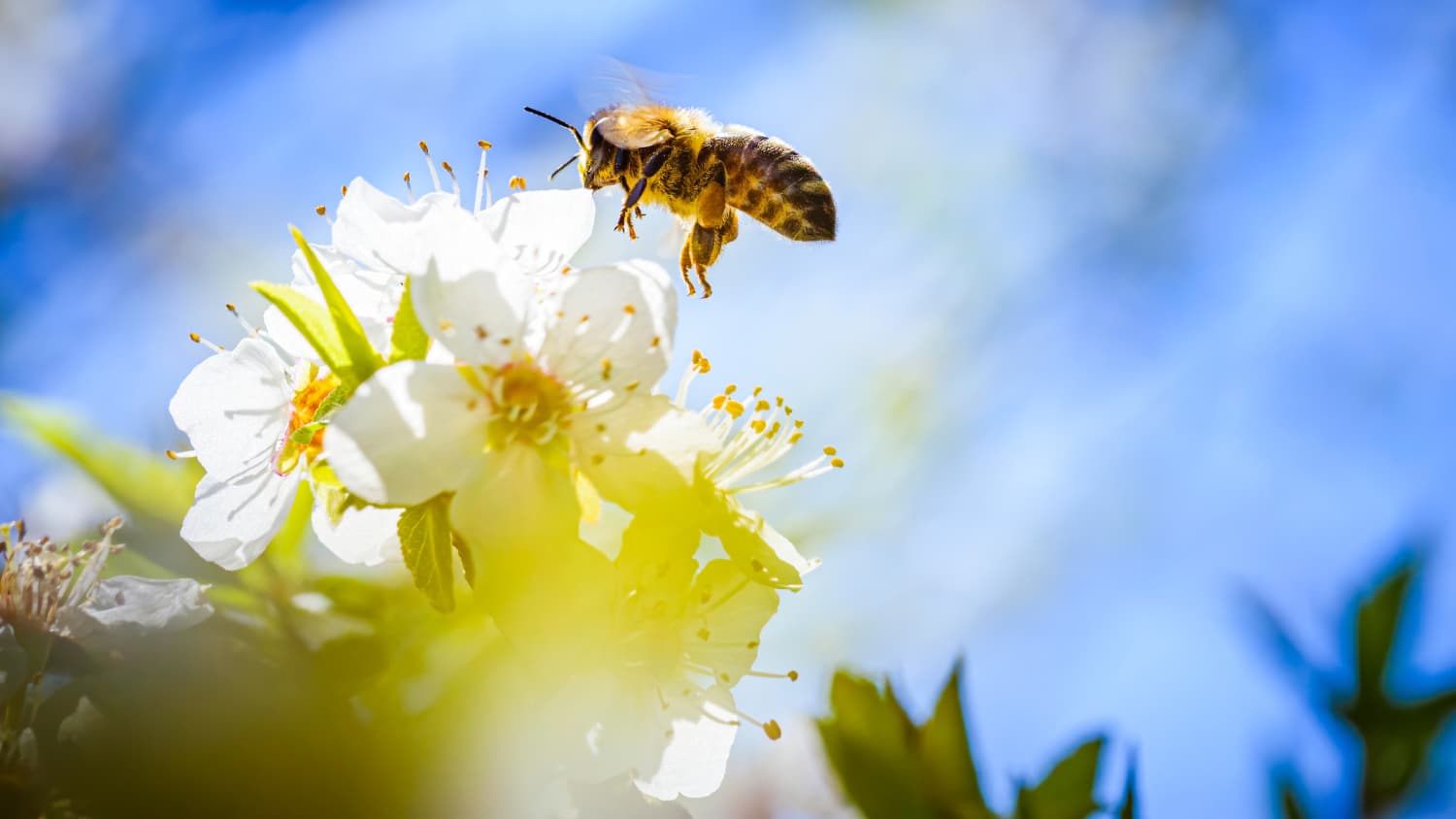 Eine Honigbiene fliegt zu einer Blüte