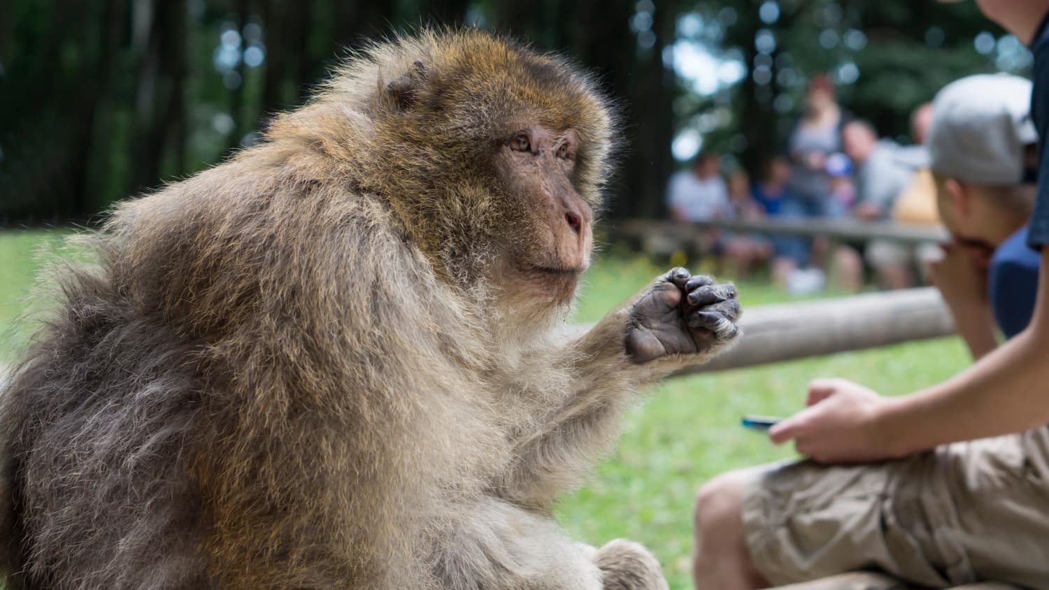 Ein Affe auf dem Affenberg Salem am Bodensee